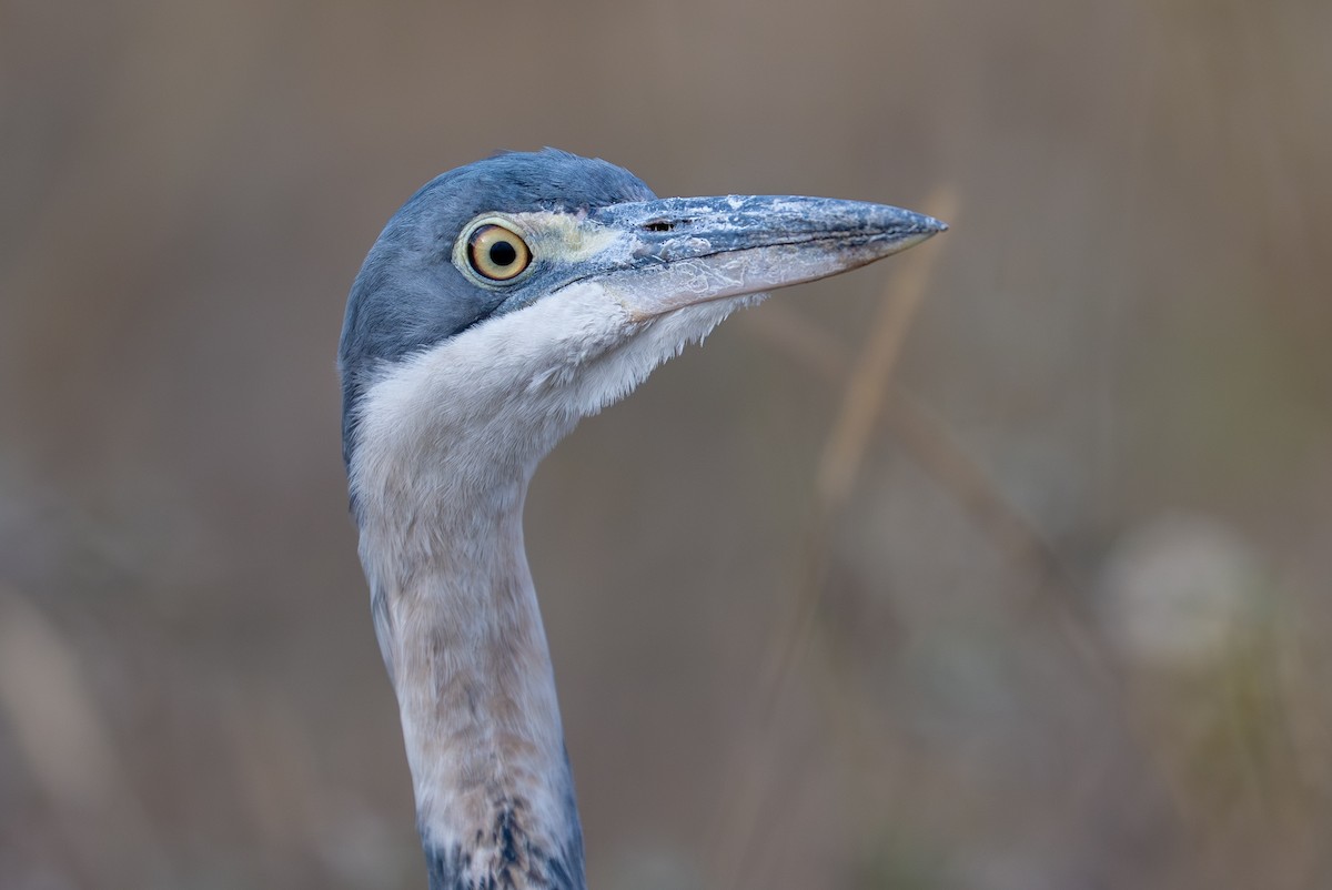Black-headed Heron - ML641960062