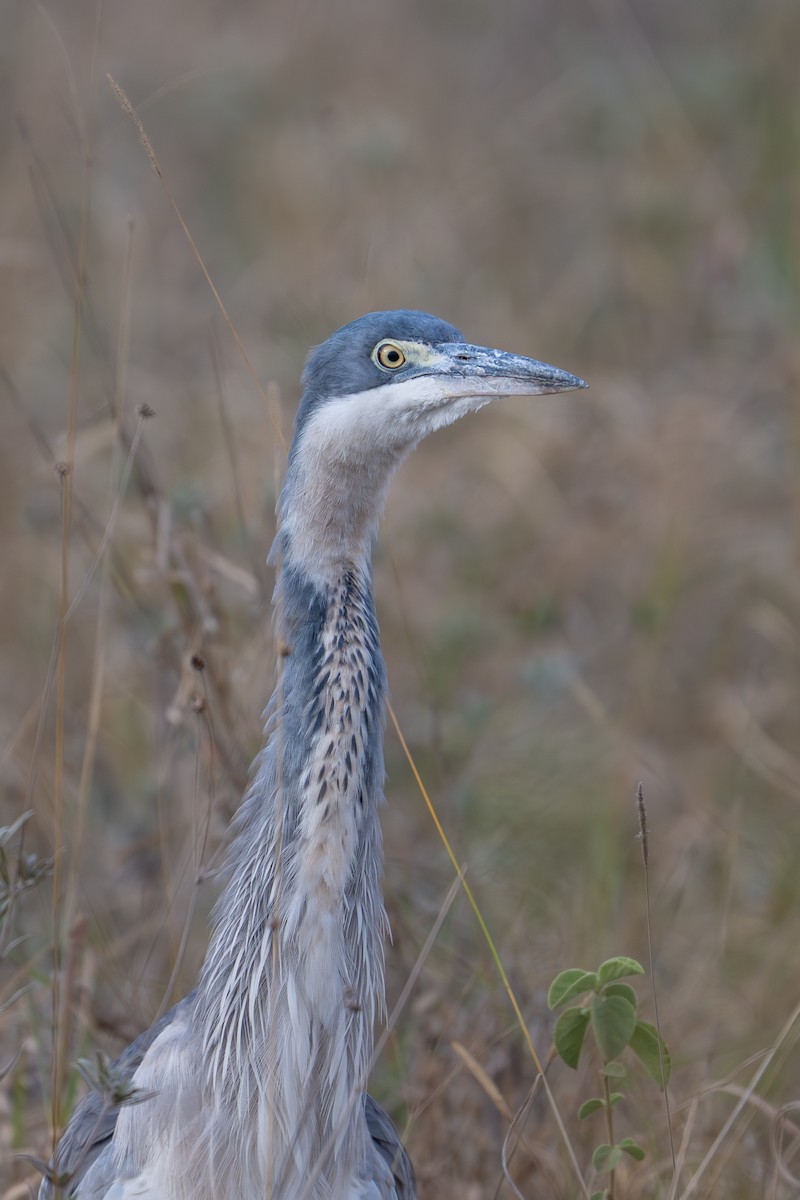 Black-headed Heron - ML641960063