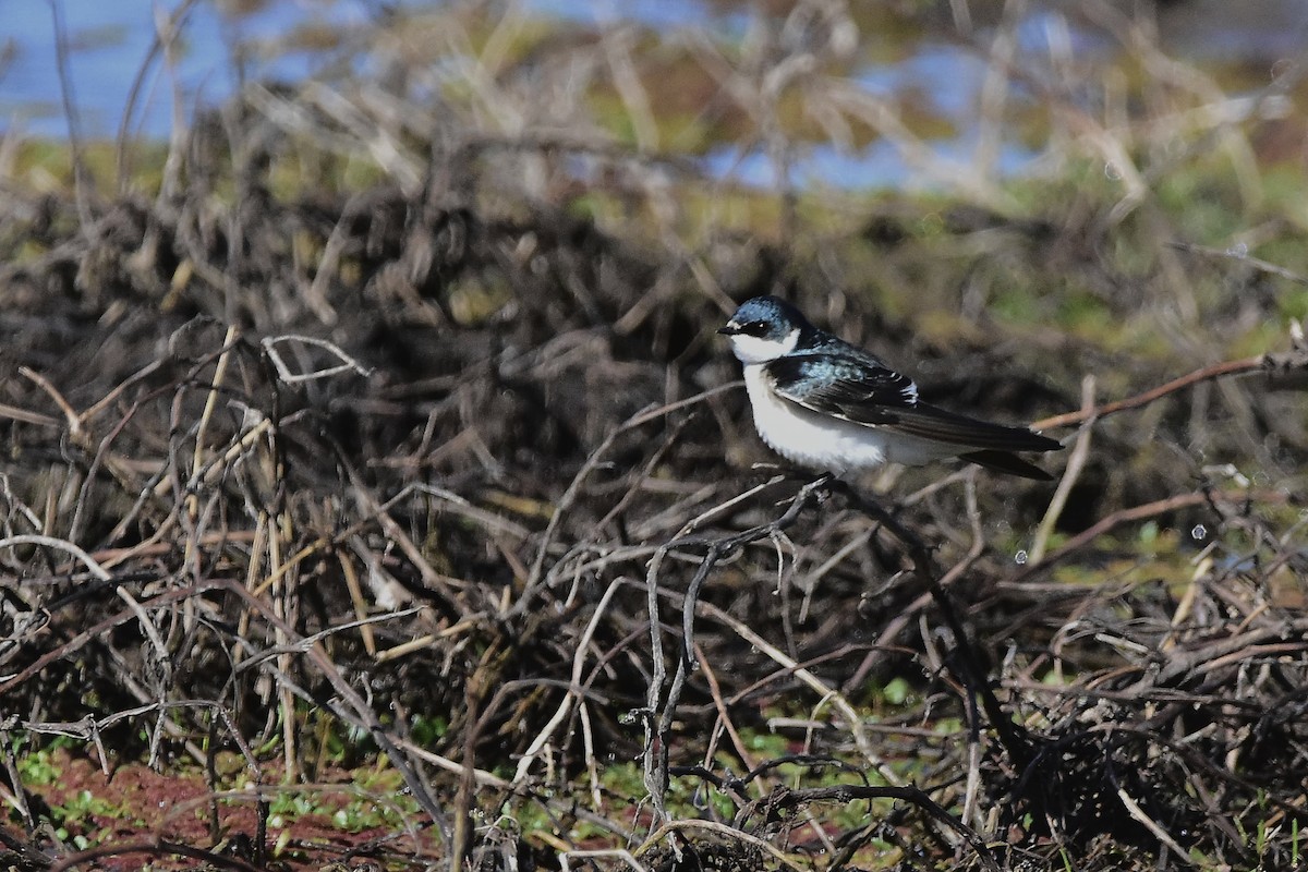 Golondrina Cejiblanca - ML641960070