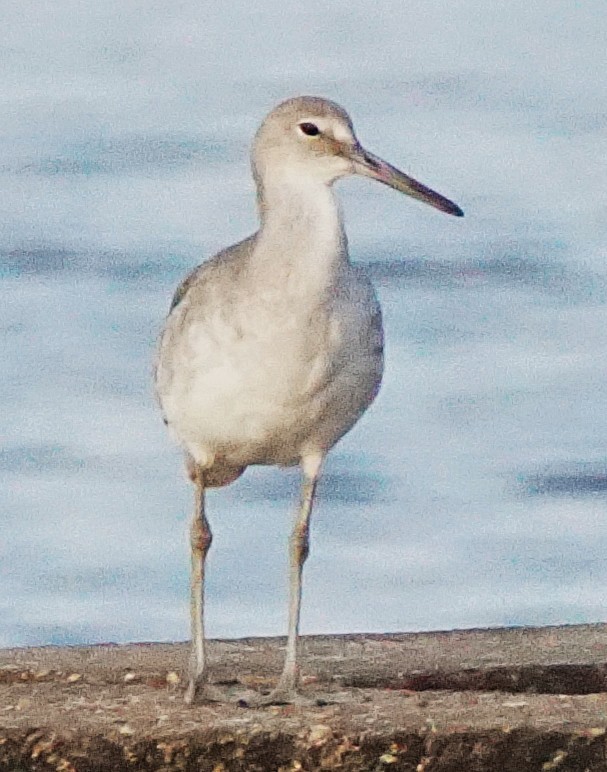 Willet - ML641960071