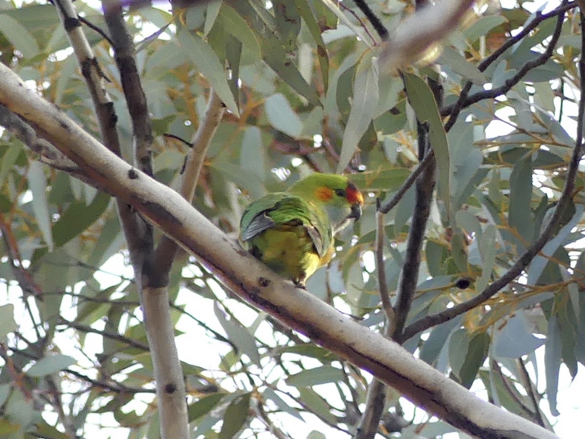 Purple-crowned Lorikeet - ML641960074