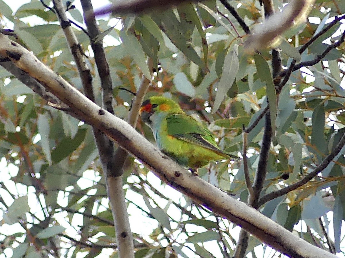 Purple-crowned Lorikeet - ML641960075