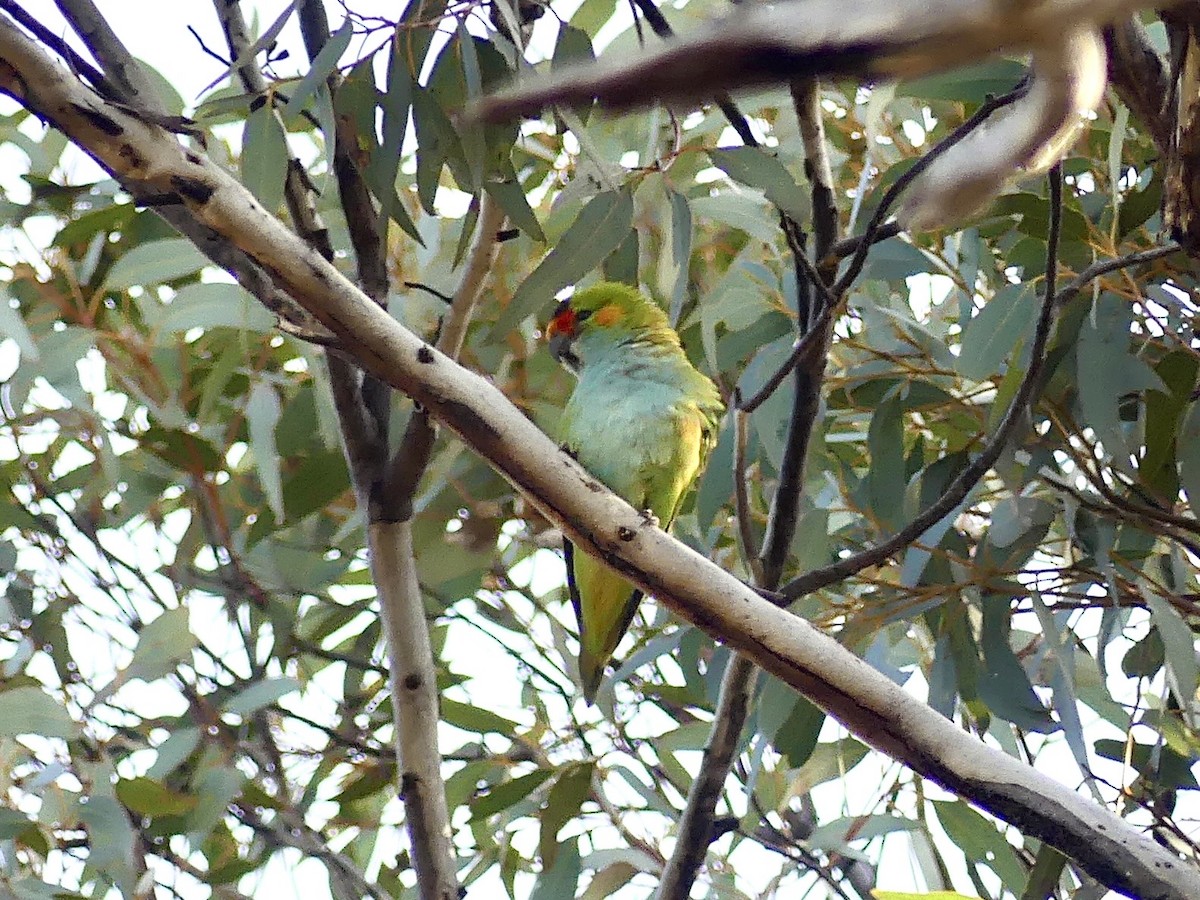Purple-crowned Lorikeet - ML641960076