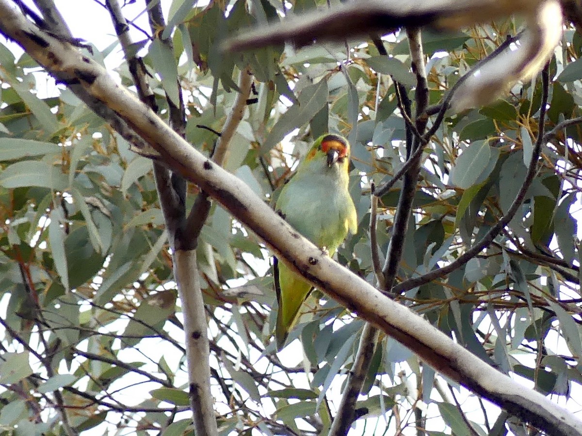 Purple-crowned Lorikeet - ML641960077