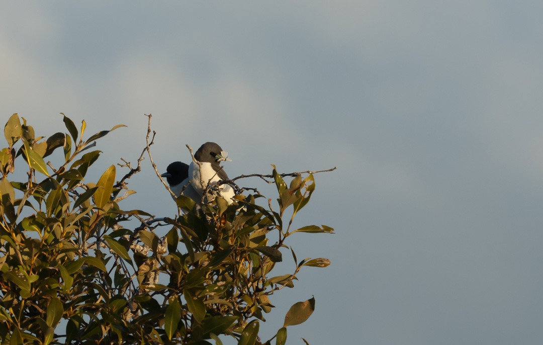 White-breasted Woodswallow - ML641960094