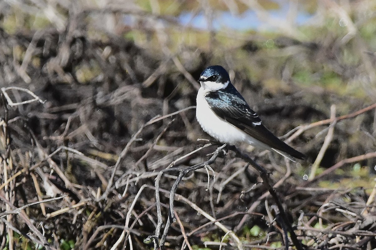Golondrina Cejiblanca - ML641960095