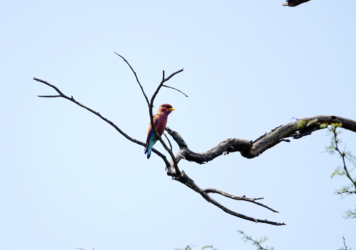 Broad-billed Roller - ML641960115