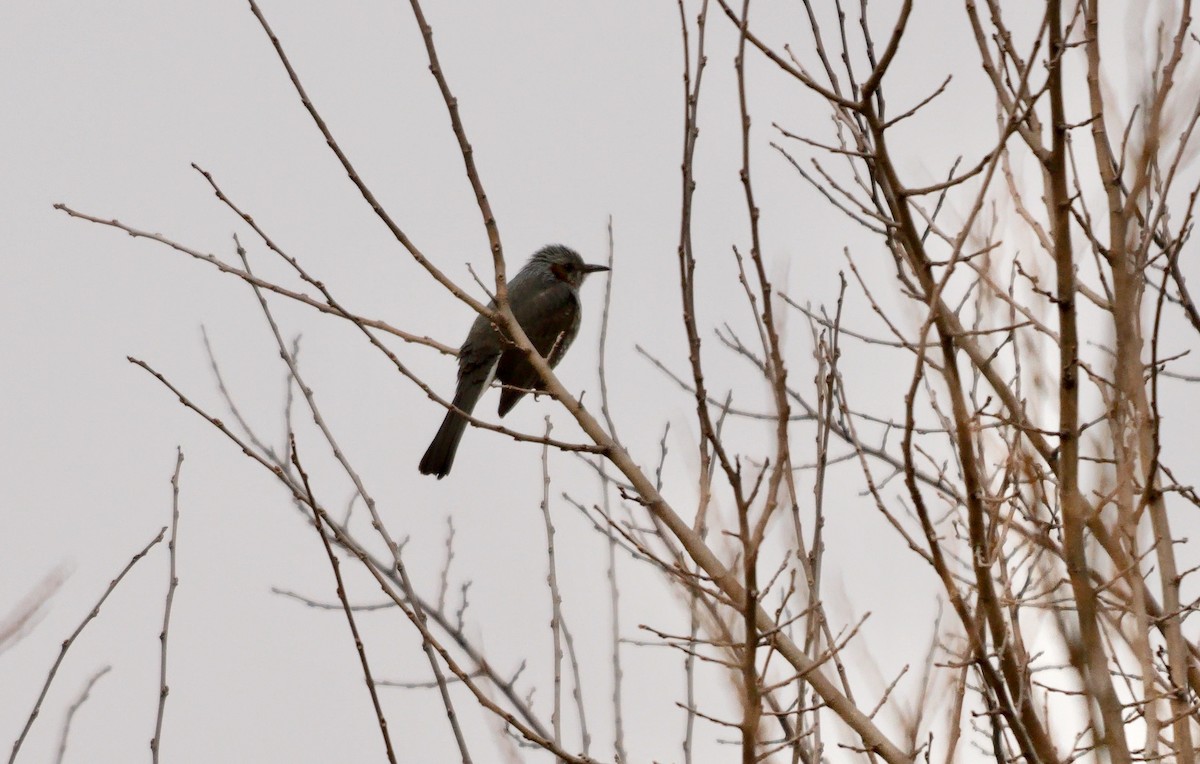 Brown-eared Bulbul - ML641960125