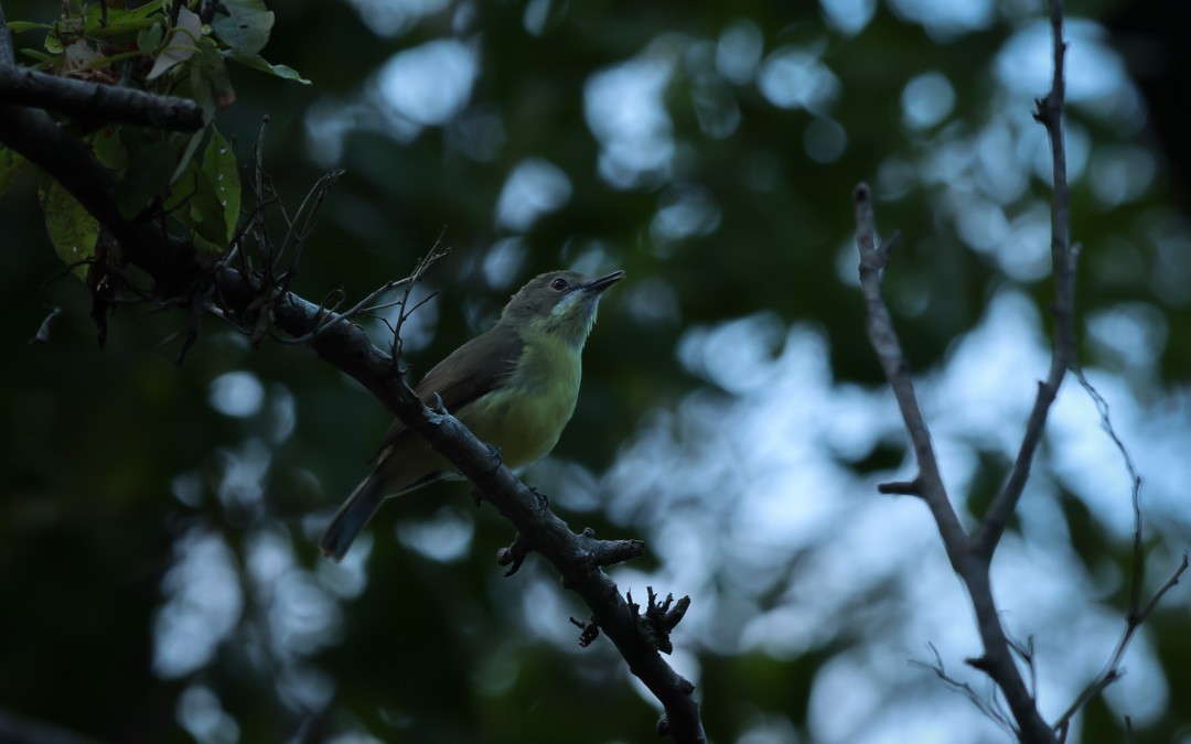 Fairy Gerygone - ML641960127