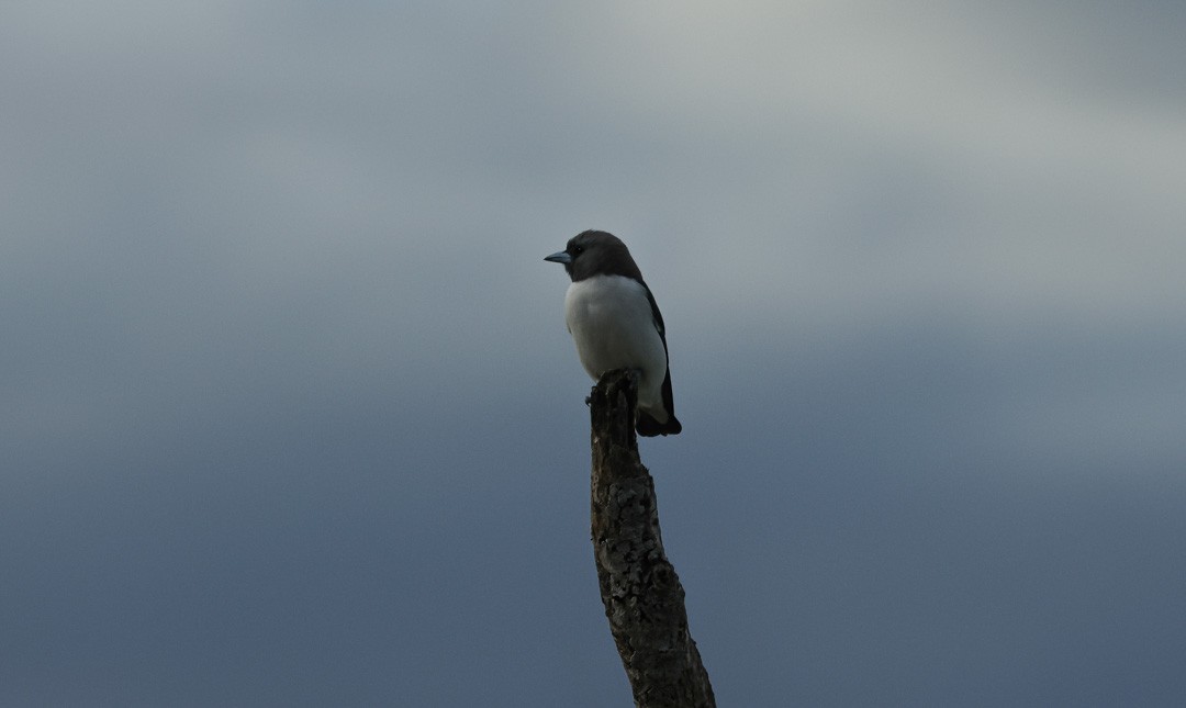 White-breasted Woodswallow - ML641960130