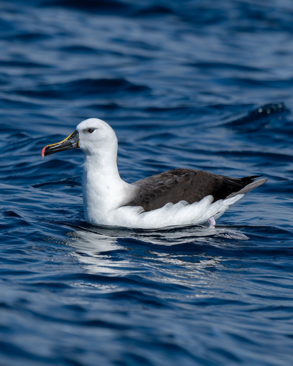 Indian Yellow-nosed Albatross - ML641960135