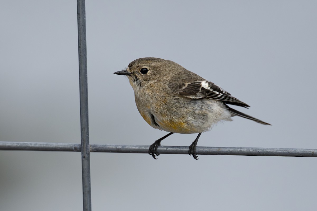 Flame Robin - ML641960141