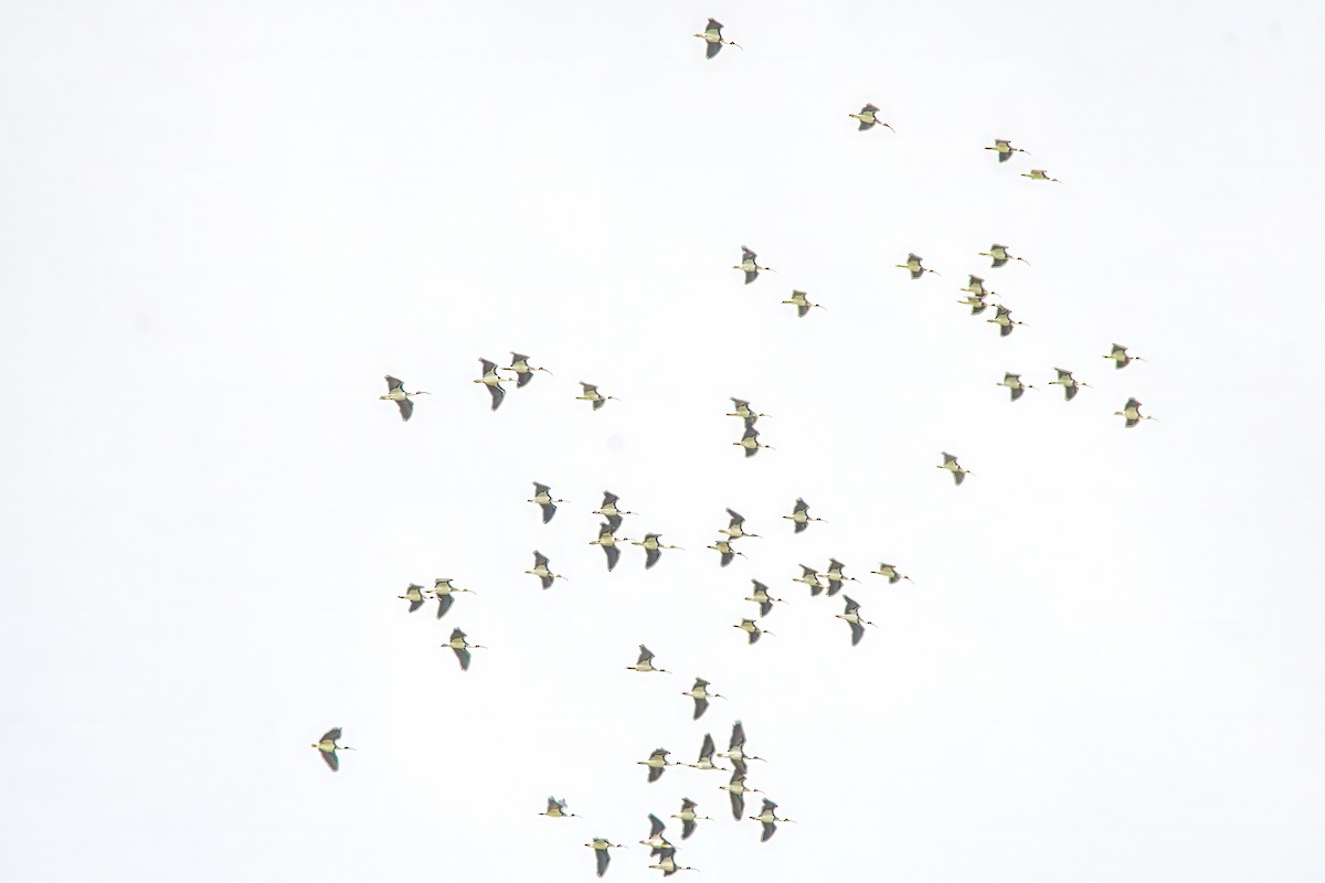 Straw-necked Ibis - ML641960146