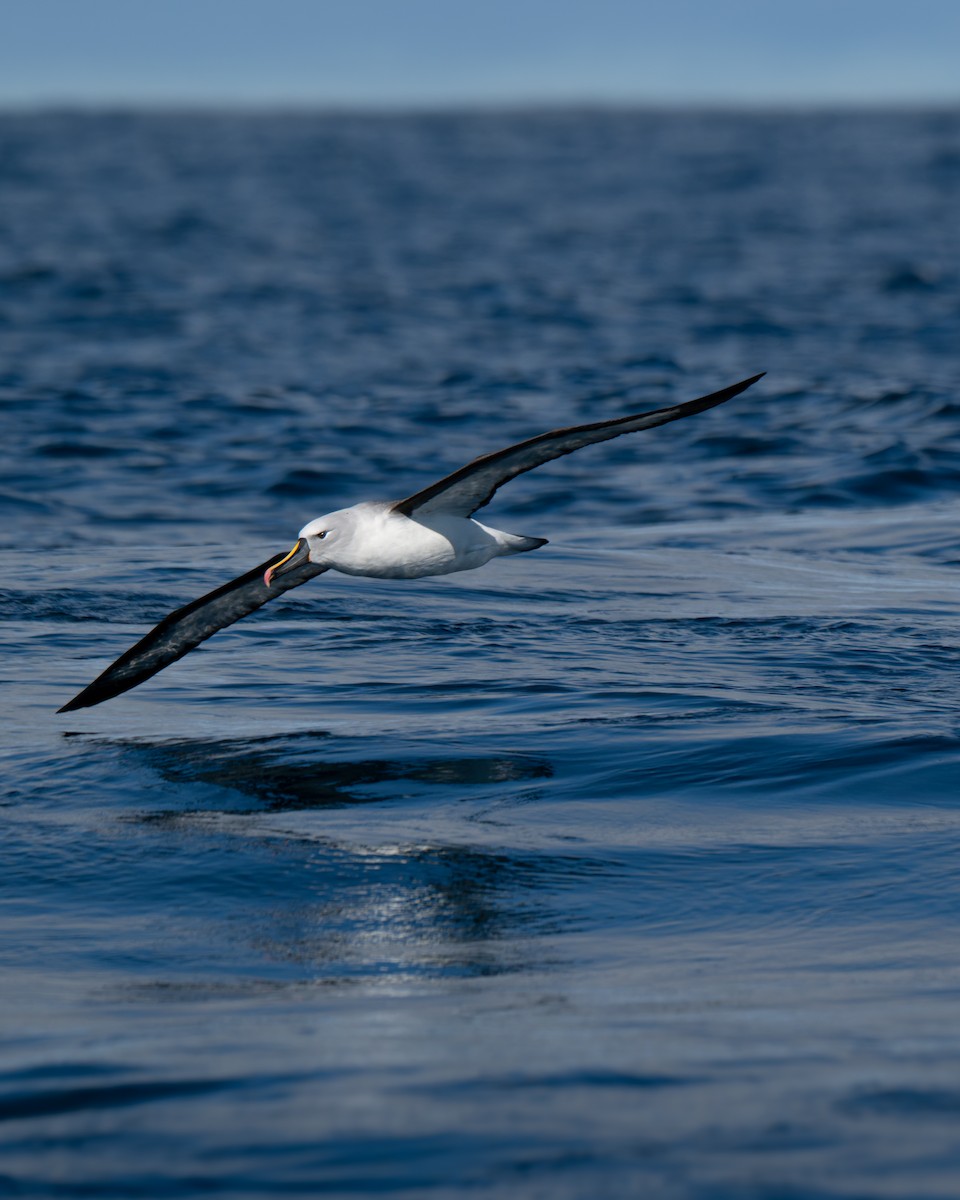 Indian Yellow-nosed Albatross - ML641960153