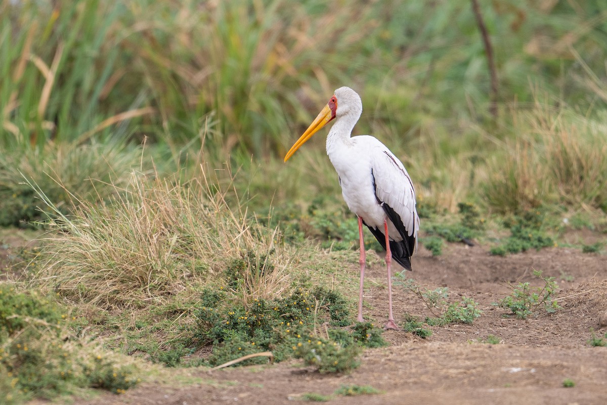 Yellow-billed Stork - ML641960157
