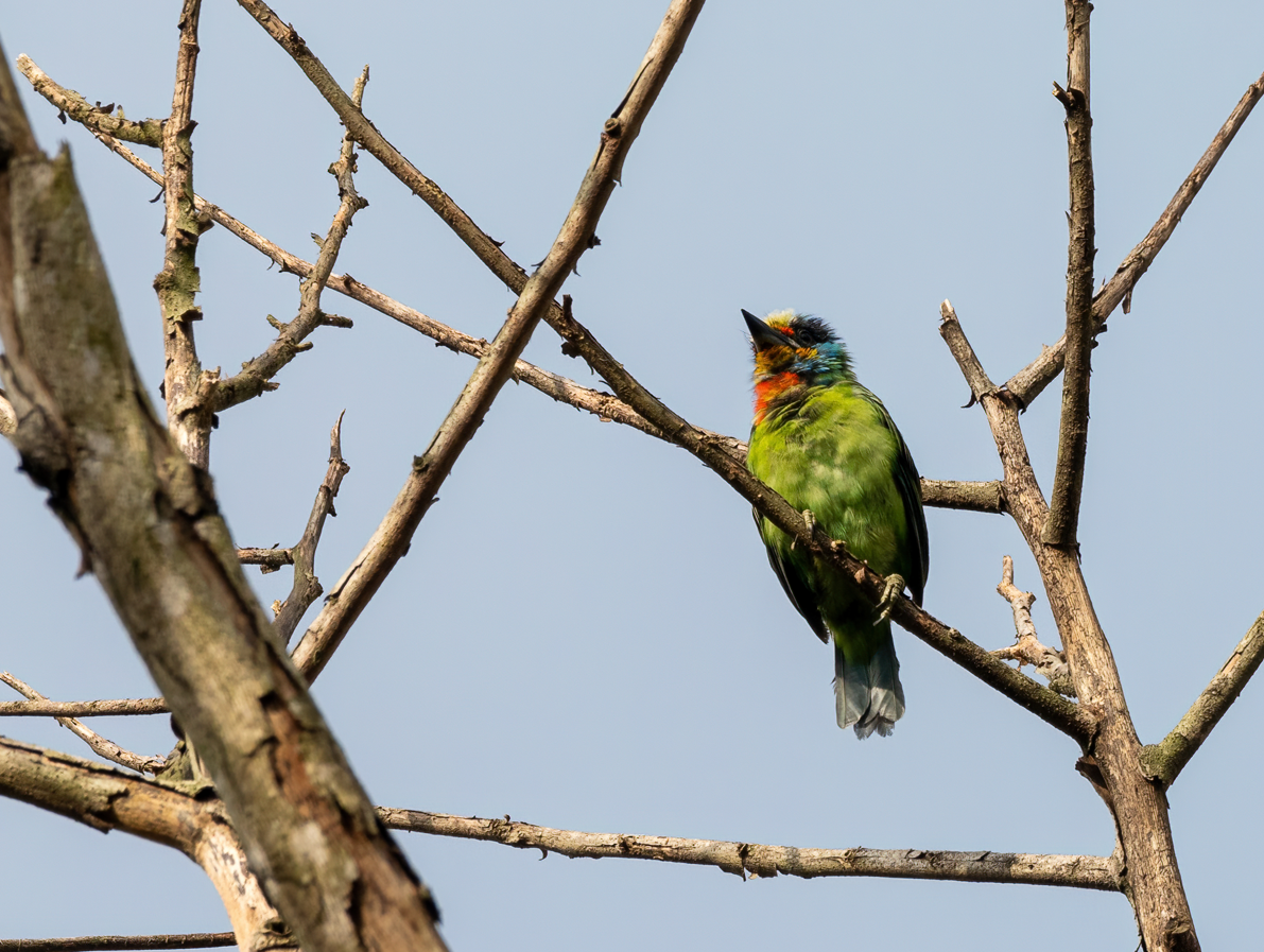 Taiwan Barbet - ML641960165
