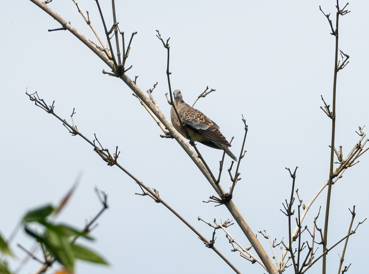 Oriental Turtle-Dove - ML641960181