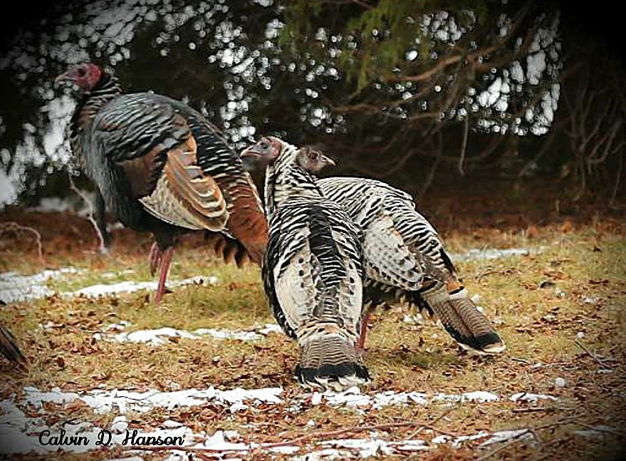 Wild Turkey - ML641960193
