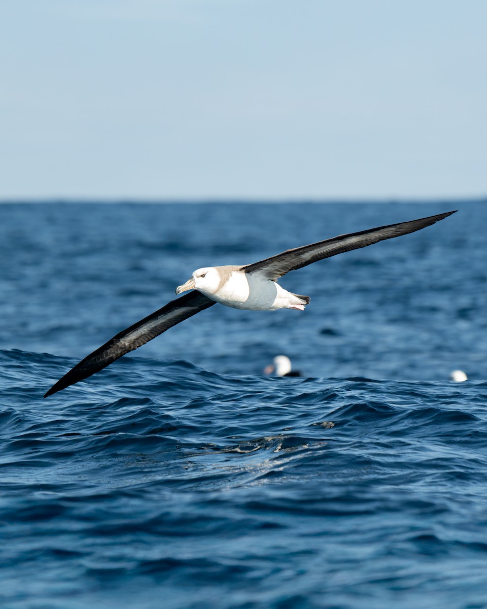 Black-browed Albatross (Black-browed) - ML641960195