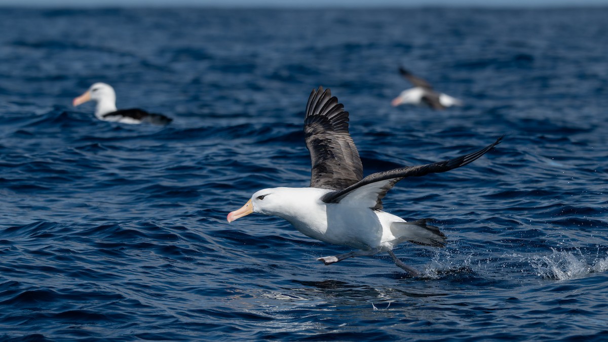 Black-browed Albatross (Black-browed) - ML641960196