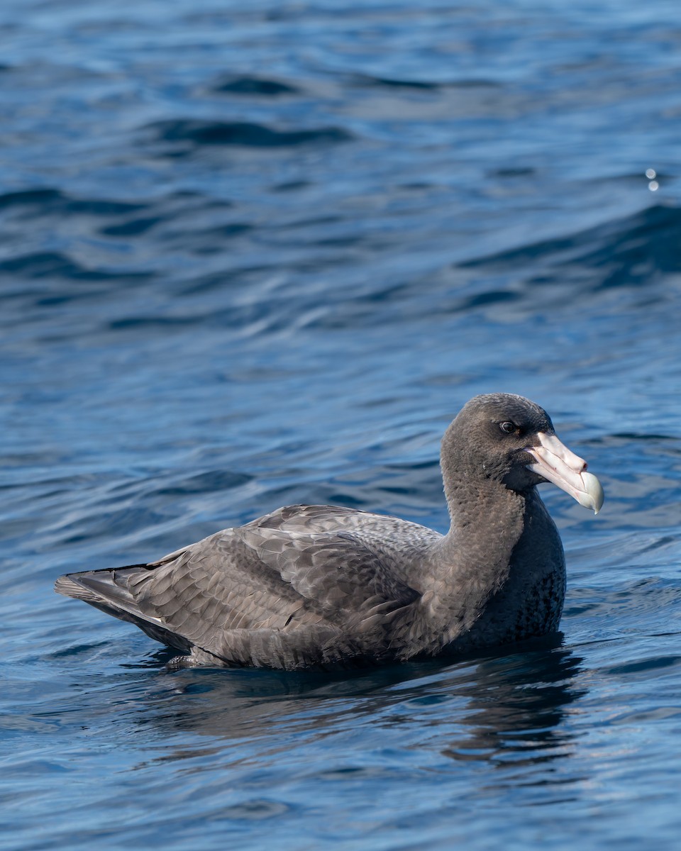 Southern Giant-Petrel - ML641960219