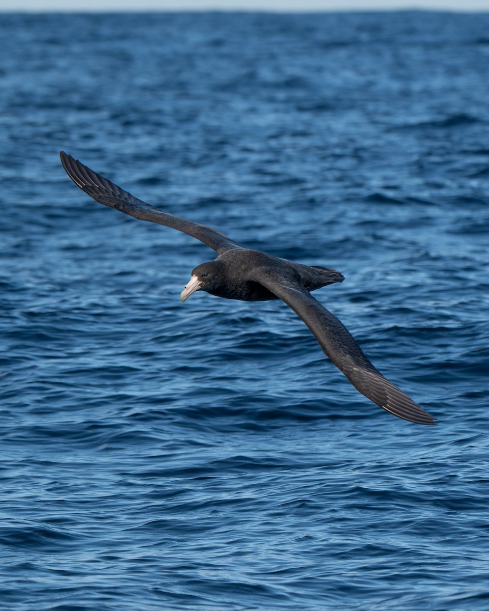Southern Giant-Petrel - ML641960220