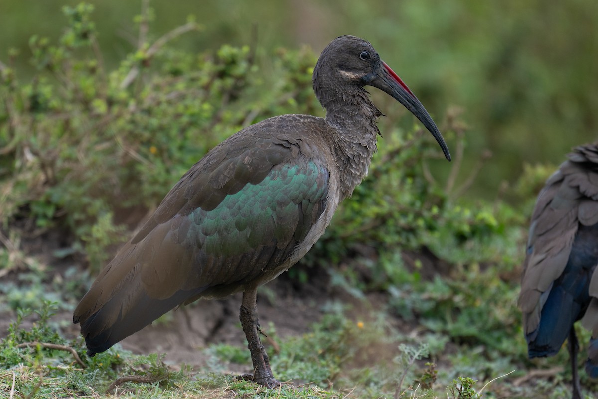 Hadada Ibis - ML641960221