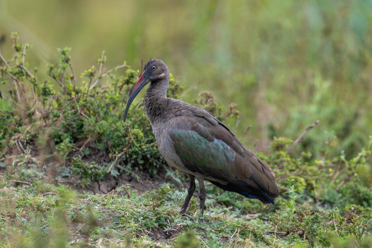 Hadada Ibis - ML641960222