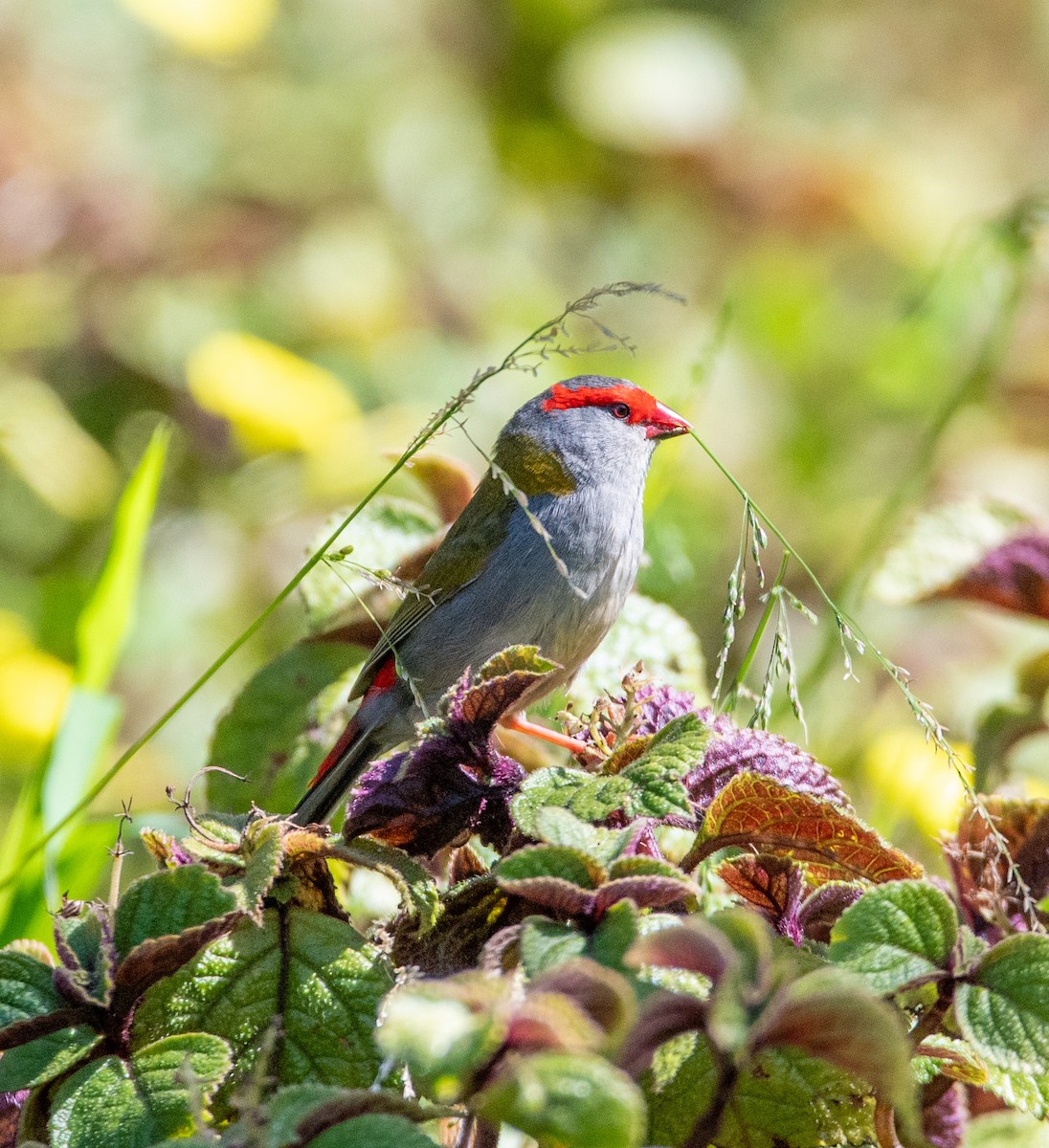 Red-browed Firetail - ML641960240