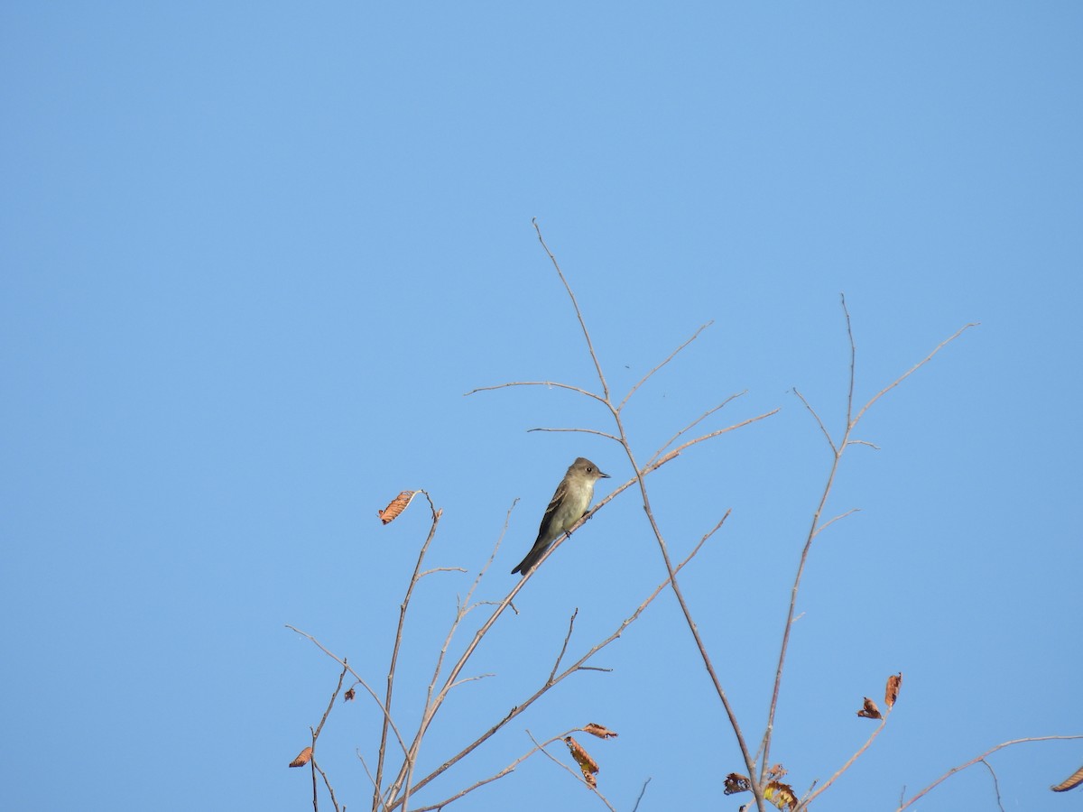 Eastern Wood-Pewee - ML641960250