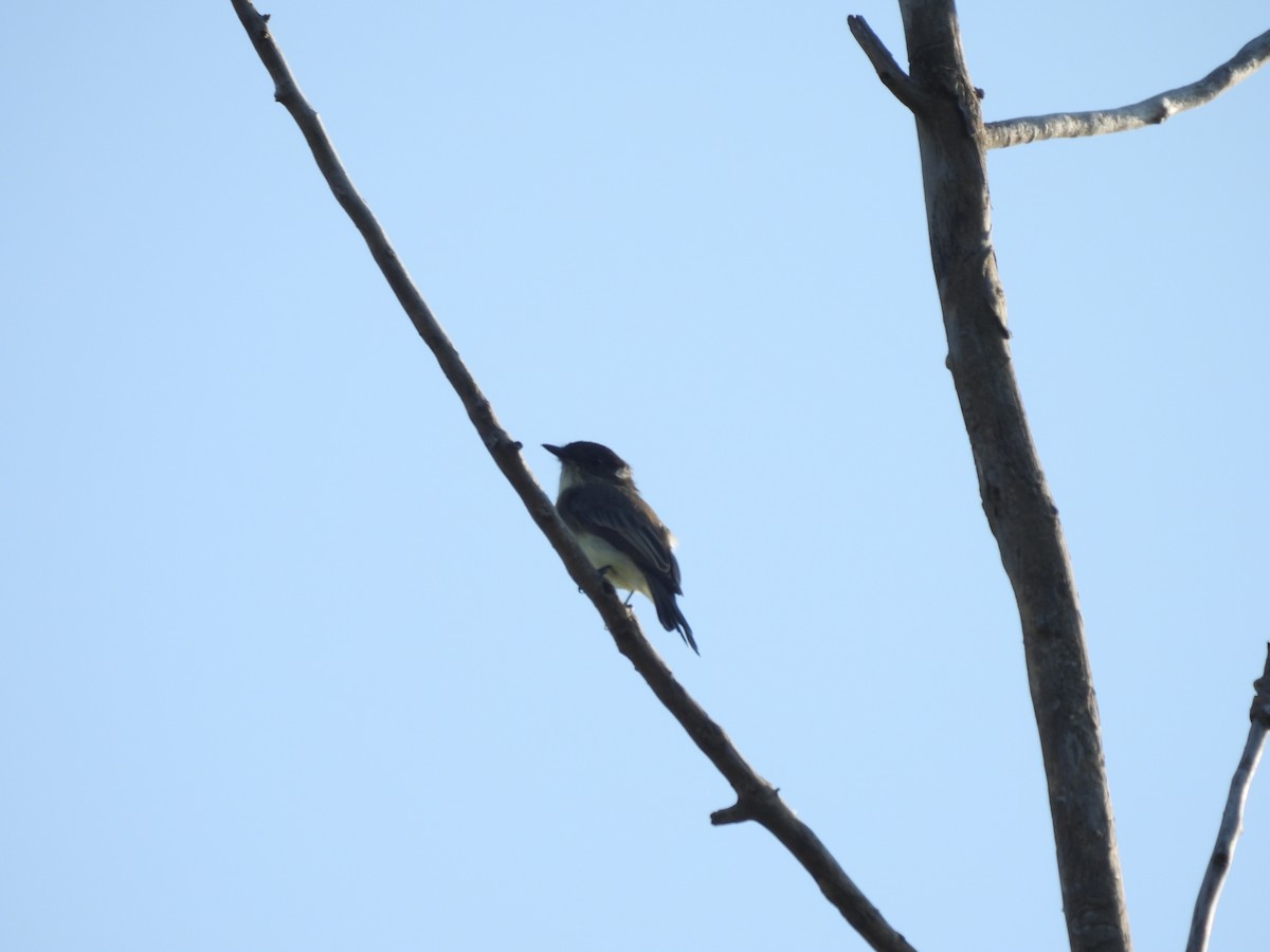 Eastern Phoebe - ML641960260