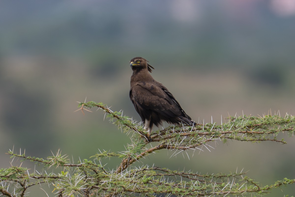 Long-crested Eagle - ML641960261