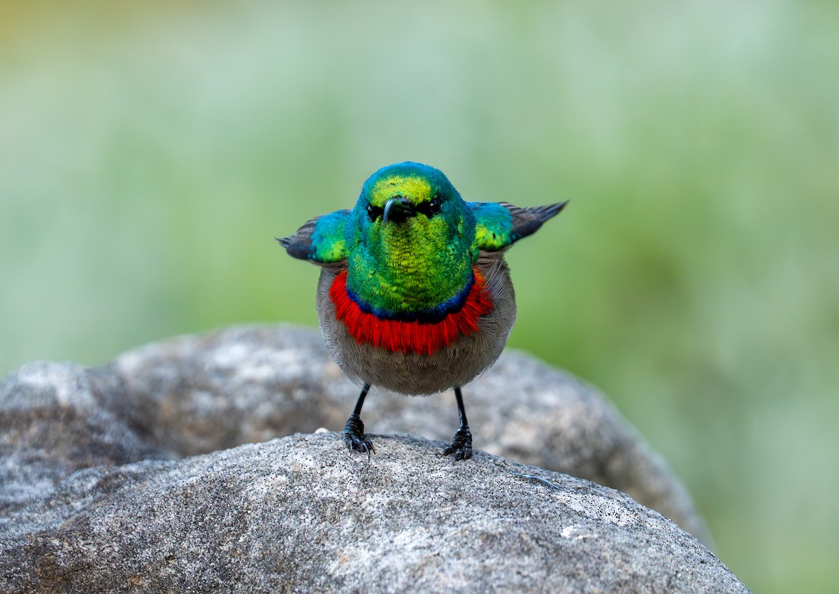 Southern Double-collared Sunbird - ML641960263