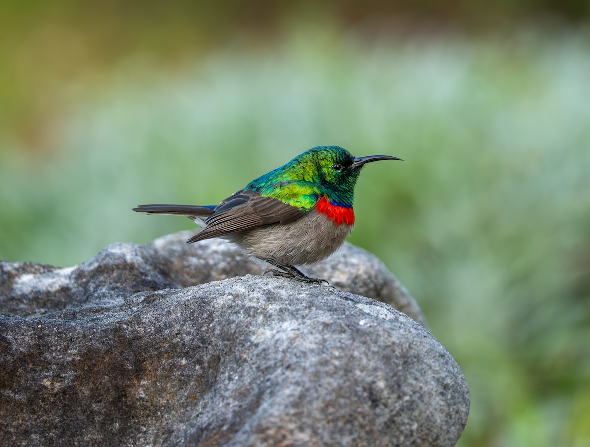 Southern Double-collared Sunbird - ML641960265