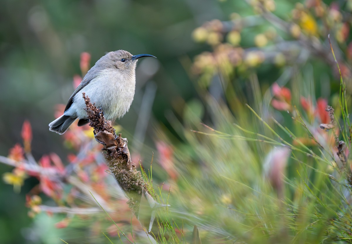 Southern Double-collared Sunbird - ML641960266