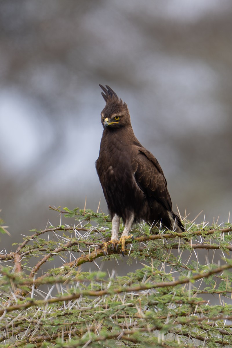 Long-crested Eagle - ML641960268