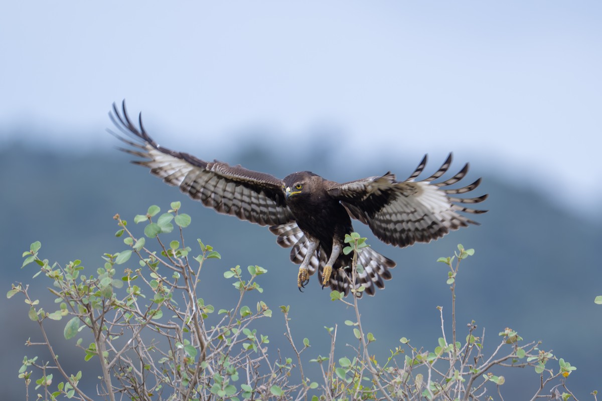 Long-crested Eagle - ML641960270