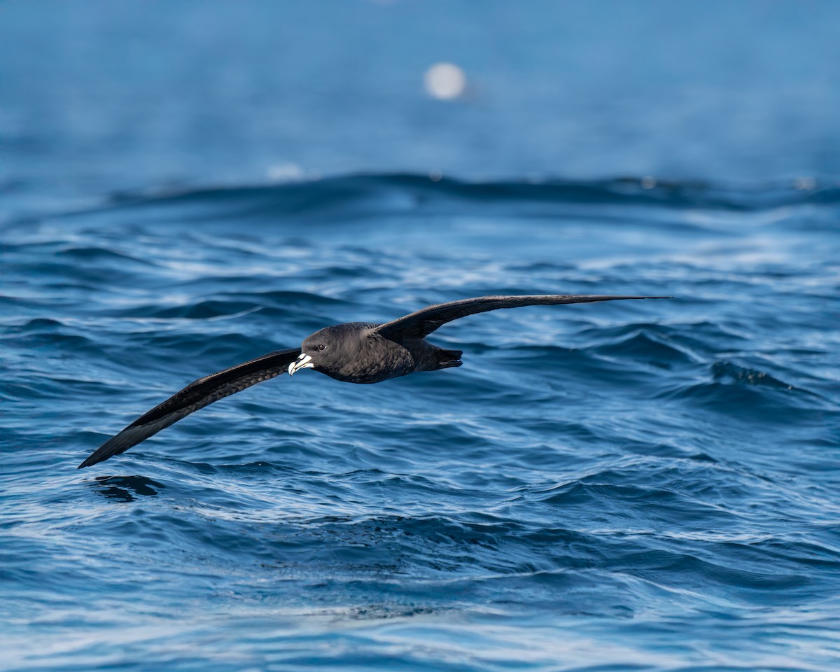 White-chinned Petrel - ML641960272