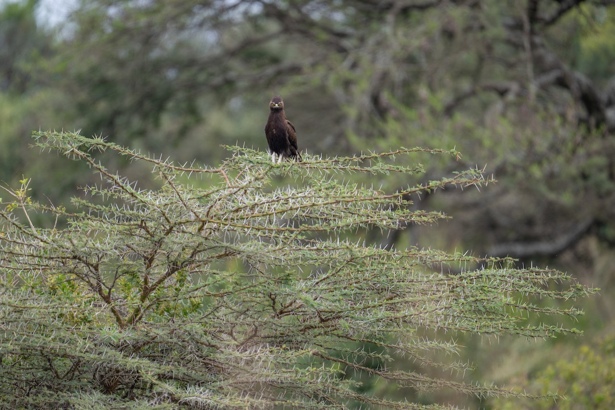 Long-crested Eagle - ML641960273
