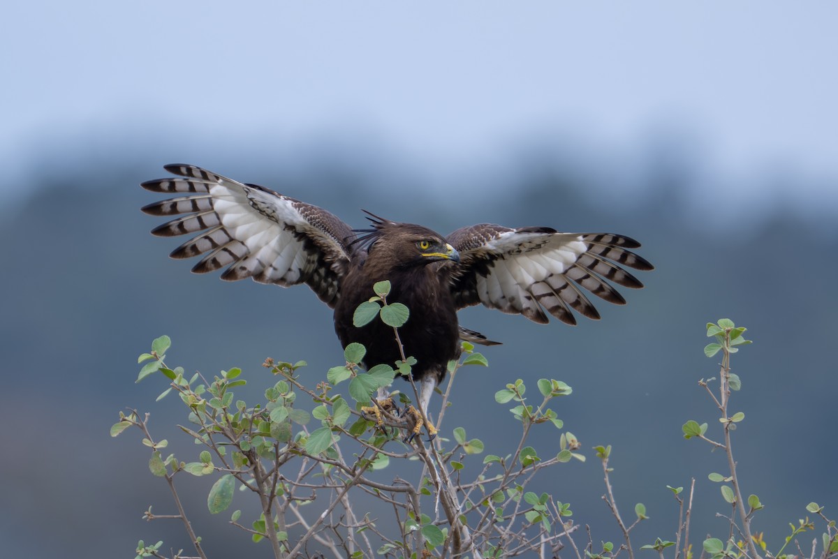 Long-crested Eagle - ML641960274
