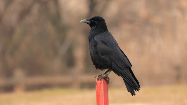 Carrion Crow - ML641960282