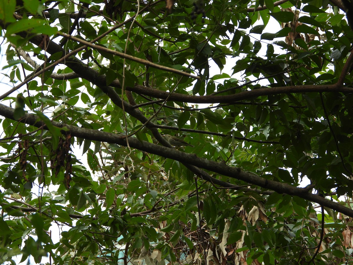 Eastern Crowned Warbler - ML641960286