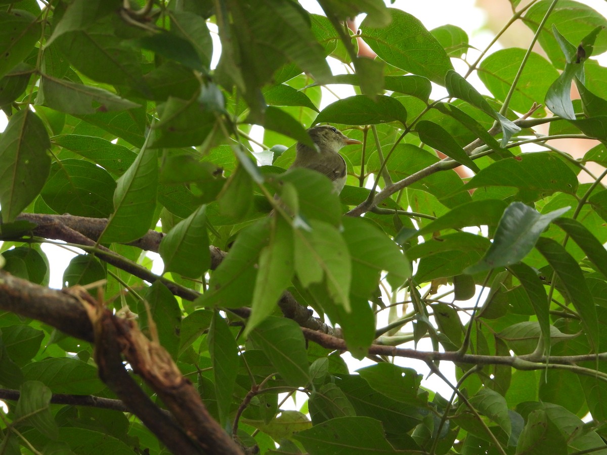 Eastern Crowned Warbler - ML641960287