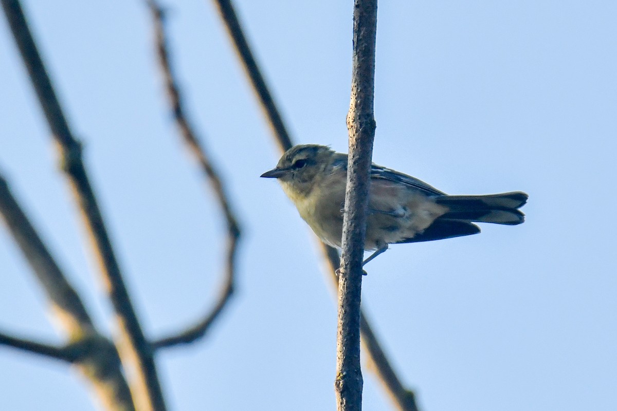 kastanjeparula - ML641960325