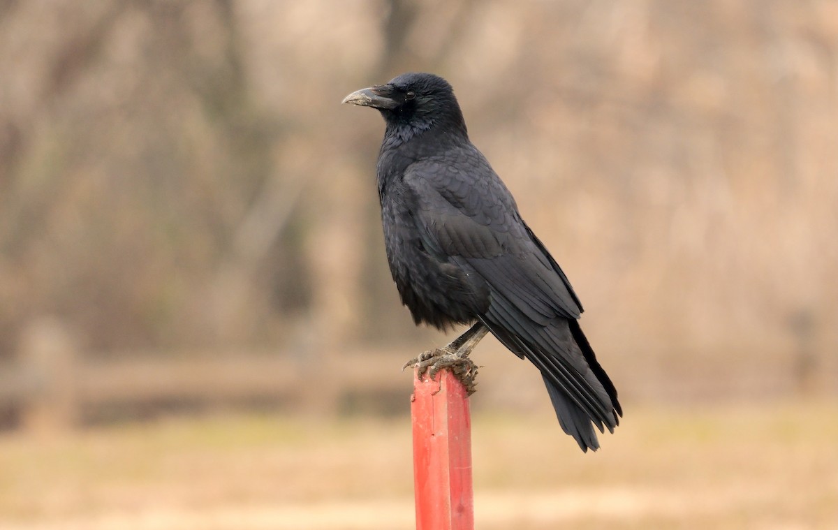 Хар хэрээ - ML641960350