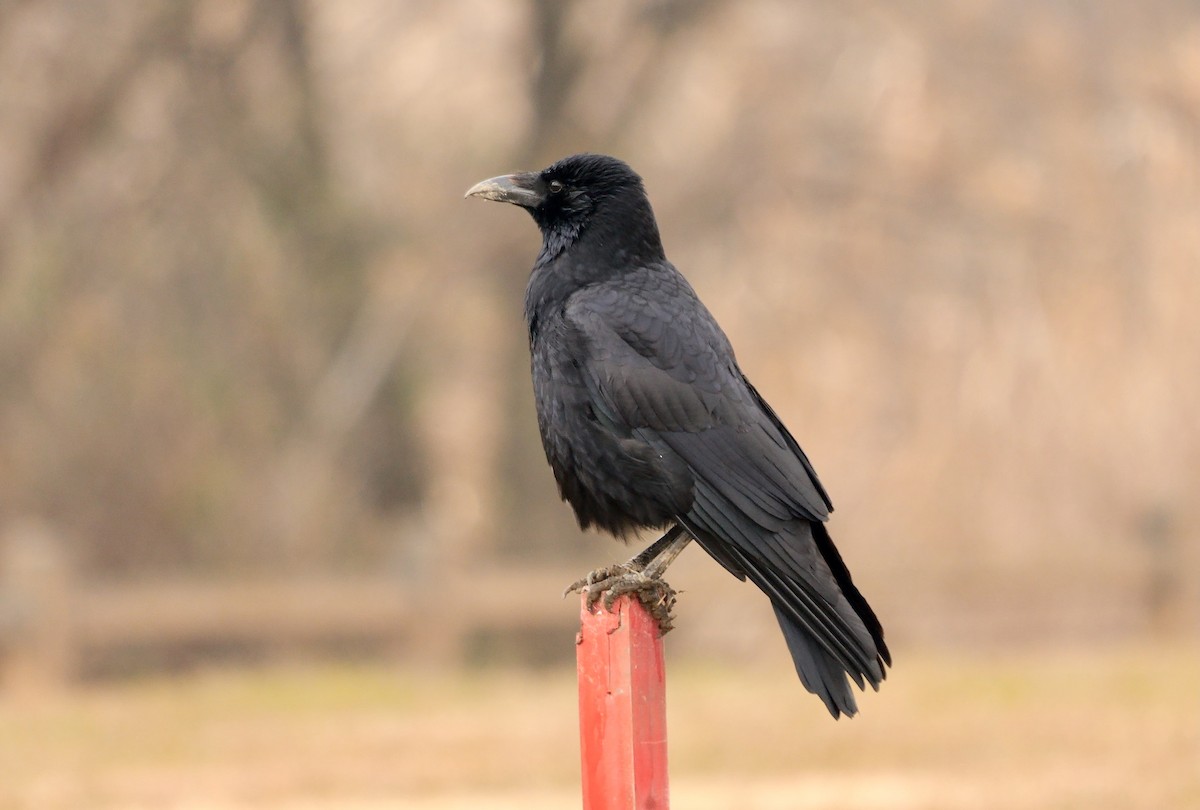 Хар хэрээ - ML641960351