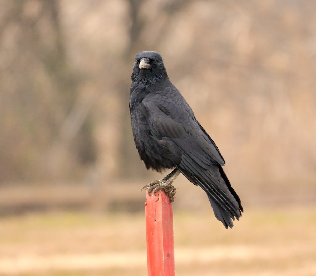 Хар хэрээ - ML641960352