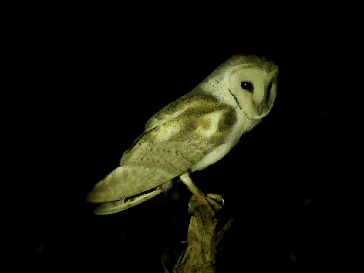 Eastern Barn Owl (Eastern) - ML641960353