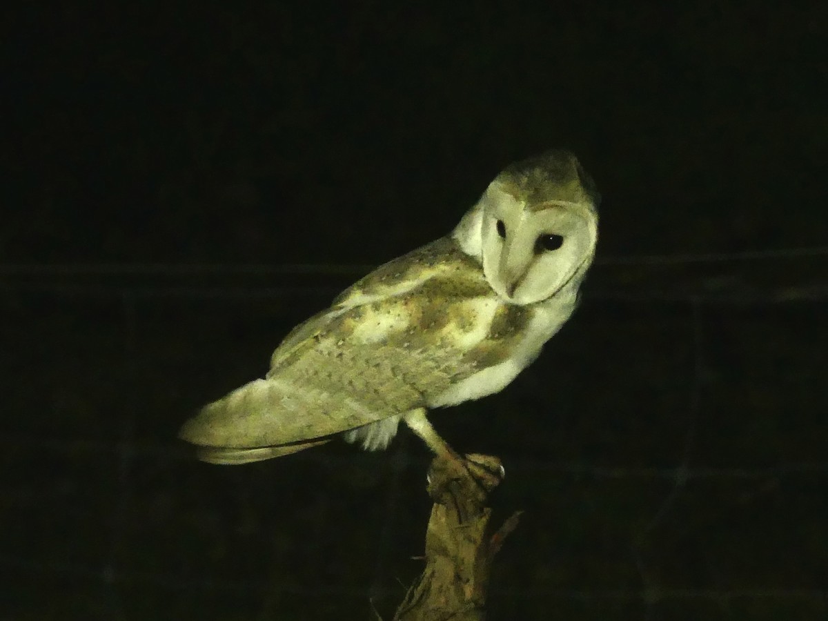 Eastern Barn Owl (Eastern) - ML641960354