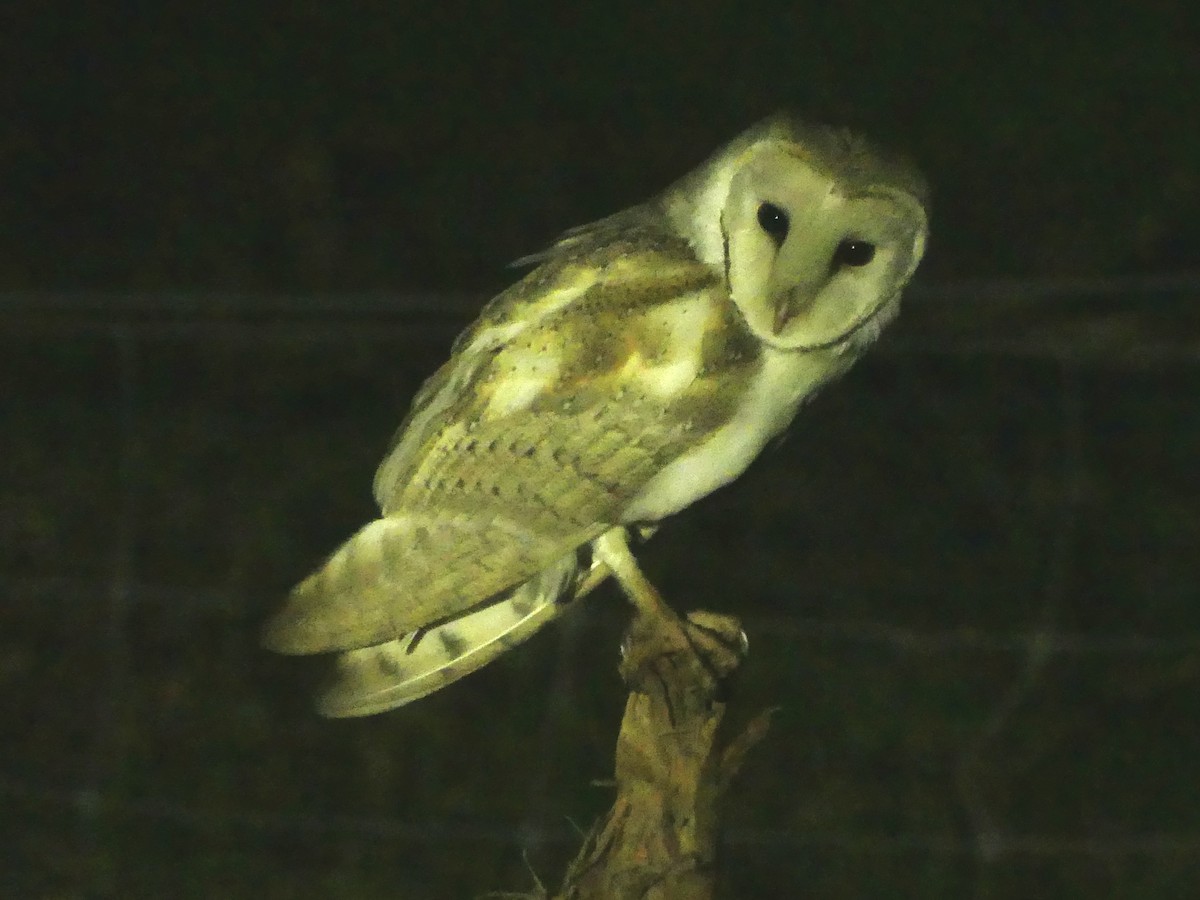 Eastern Barn Owl (Eastern) - ML641960355